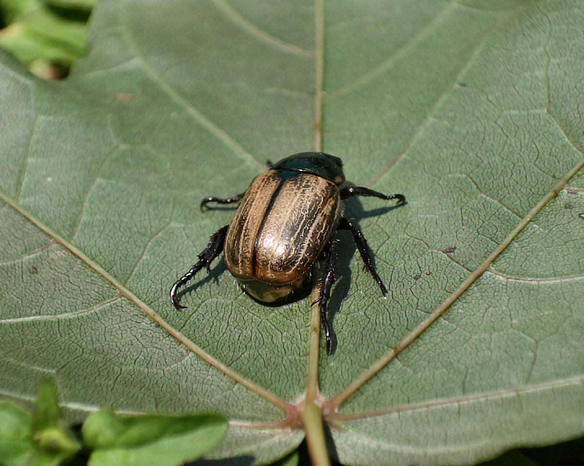 coleottero da identificare: Mimela junii